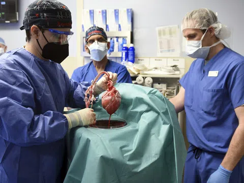 Lần đầu tiên thực hiện thành công ca cấy ghép tim lợn cho người - hy vọng cho hàng nghìn người cần nội tạng
