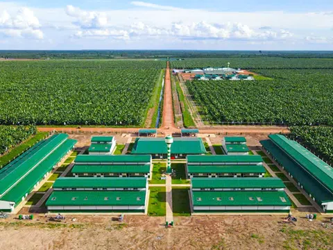 Thaco Agri của tỷ phú Trần Bá Dương vượt Becamex về tổng tài sản, gấp 3 lần HAGL nhưng vẫn “ôm” lỗ lũy kế hơn 1.300 tỷ đồng