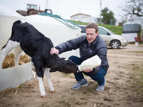 Ông chủ Facebook nuôi bò Wagyu trên trang trại trị giá 300 triệu đô, tham vọng tạo thịt ngon nhất thế giới