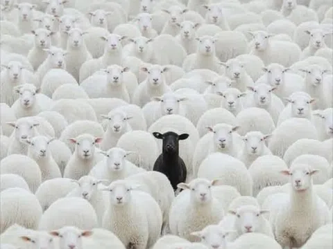 Hiệu ứng Dunning-Kruger: Các chiêu trò trên mạng từ những kẻ thao túng tâm lý khiến đám đông "ảo tưởng năng lực” rồi sập bẫy dễ dàng như thế nào?