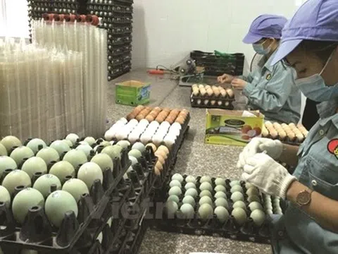 [Stock Picking] DBC- Giá mục tiêu 71.500 VND vào năm 2022 nhìn từ triển vọng ngành và các luận điểm đầu tư